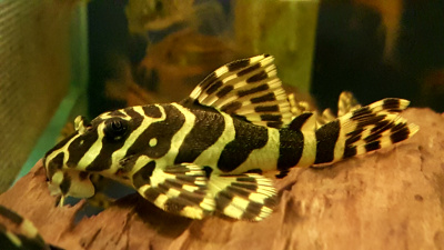 L134 Пеколтия Компта (Леопардовая лягушка) L-134 Peckoltia Compta (Leopard Frog)