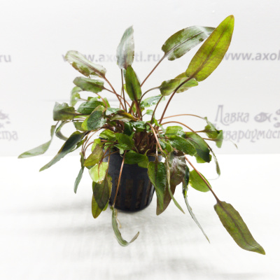 Криптокорина вендта Браун, в горшочке