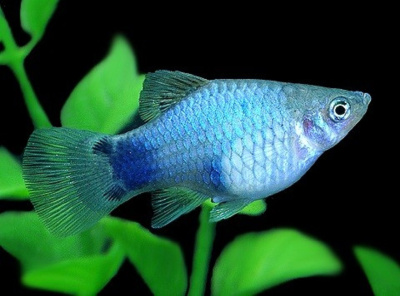 Пецилия Микки Маус Голубой