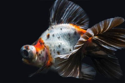 Телескоп ситцевый (M) Carassius auratus