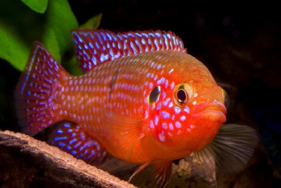 Хромис Красавец