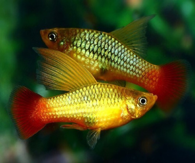 Пецилия Высокоплавничная Солнечная