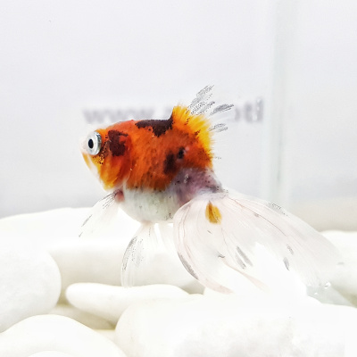 Риукин Ситцевый (SM)   Carassius auratus