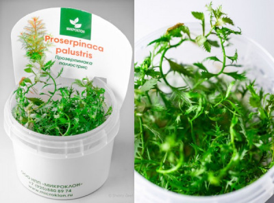 Прозерпинака Палюстрис Proserpinaca palustris (меристемное растение)