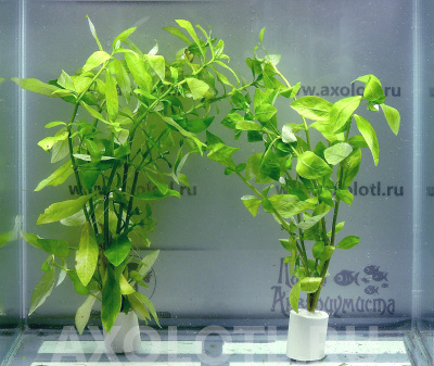 Гигрофила Многосеменная, с грузом