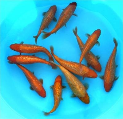 Карп КОИ ГИНРИН, L Карп КОИ ГИНРИН, L