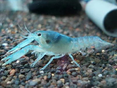 Рак Кубинский голубой