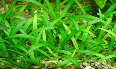 картинка Эхинодорус тенелус от магазина