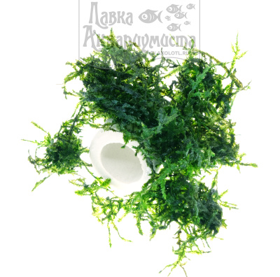 Мох Яванский (порция 3 гр)