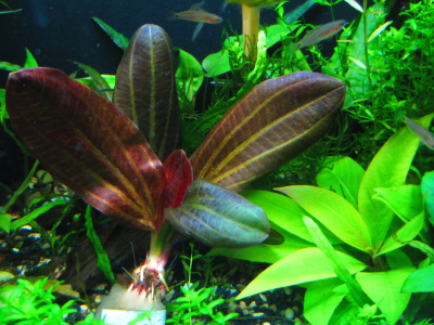 Эхинодорус Хади Ред Перл, в горшочке