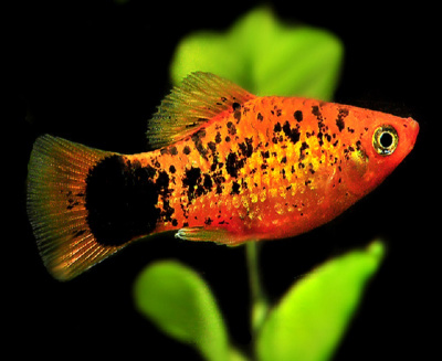 Пецилия Красная Ситцевая