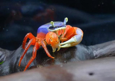 Краб Радужный, M Pseudosesarma moeshi