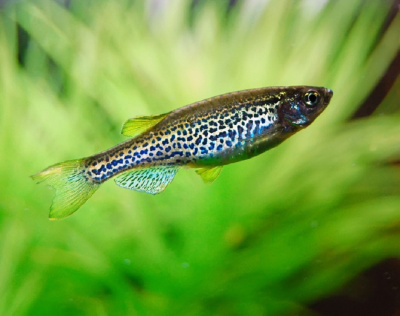 Данио Леопардовый Brachydanio rerio