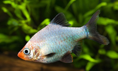 Барбус Мутант Платиновый, M Barbus tetrazona var. Green