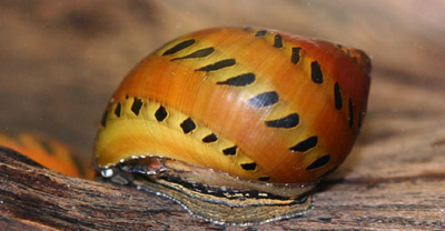 Улитка Неритина Леопардовая Улитка Неритина Леопардовая