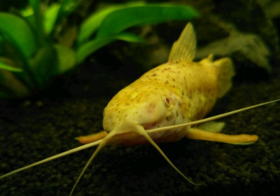 картинка Сом таракатум, XL от магазина