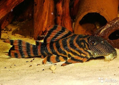 L397 Панаклюс Красная Зебра Panaqolus sp. 397