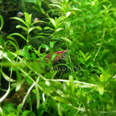 Креветка Вишневая (Россия) Neocaridina sp.