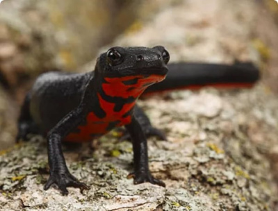 картинка Тритон Огненнобрюхий от магазина