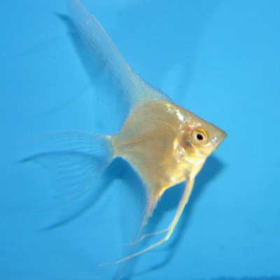 Скалярия Золотой Диамант, SM