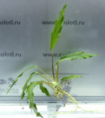 Анубиас Минима, шт Анубиас Минима, шт