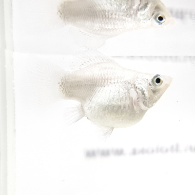 Моллинезия Баллон Серебряная