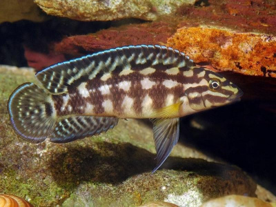 картинка Юлидохромис Марлиера от магазина