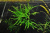 Папоротник Таиландский Тридент, шт Microsorum pteropus Windelov
