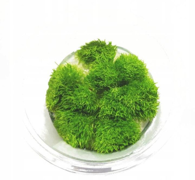 Утрикулярия d 6,5 см  (меристемное растение)