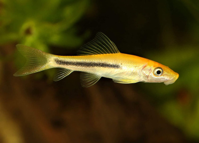 Гиринохейлус Мраморный  Gyrinocheilus aymonieri