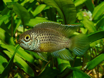 Наннакара Аномала