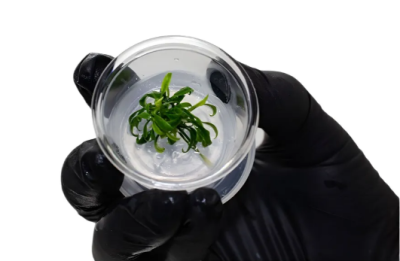 Анубиас Бартера (меристемное растение)