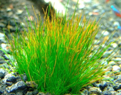 Элеохарис Крошечный, с грузом Eleocharis parvula