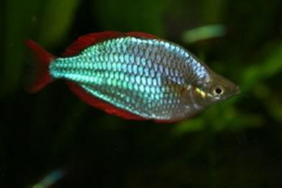 Радужница Неоновая, M