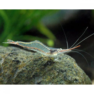 Креветка Пиноккио Neoncardina sp.