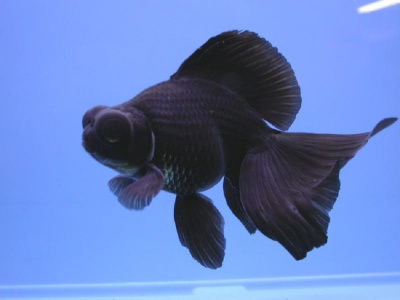 Телескоп бабочка чёрный (S)  Carassius auratus