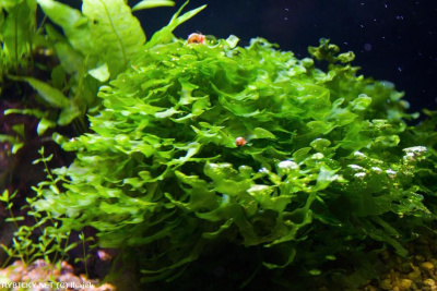 Мох Ломариопсис Линеата, 3 гр