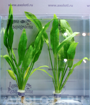 эхинодорус амазонский