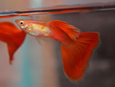 Гуппи Красный Чили самцы
