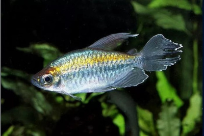 Тетра Конго Золотой