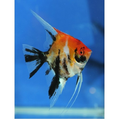 Скалярия Кои Ангел ПРЕМИУМ, XL