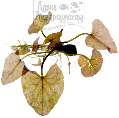 Нимфея Тигровый Лотос Красная (одиночное растение), шт