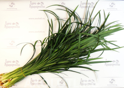 Офиопогон Ябуран, шт