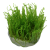 TROPICA Мох таксифилум Тайваньский (меристемное растение)