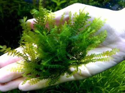 Мох Камерун, 1 гр