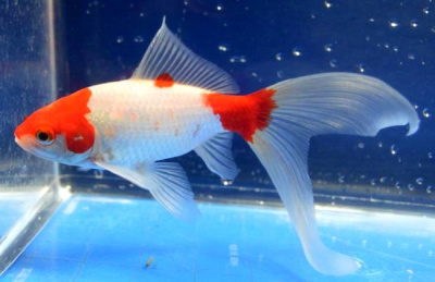 Комета Красно-Белая (L) Carassius auratus