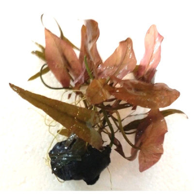 Нимфея Стеллата (бульба), шт Нимфея Стеллата (бульба), шт