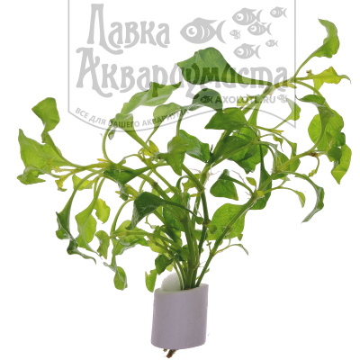 Альтернантера Бетзикиана золотая, с грузом Alternanthera bettzickiana Aurea