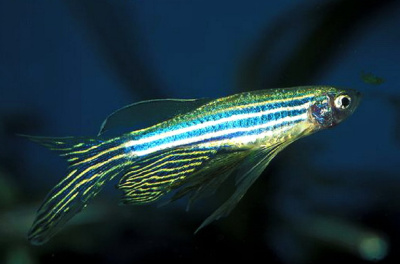 Данио рерио Арбузный модифицированный Brachydanio rerio