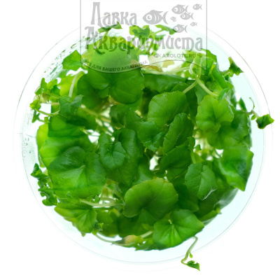 Кардамин Лирата (меристемное растение), ф60х40 мм